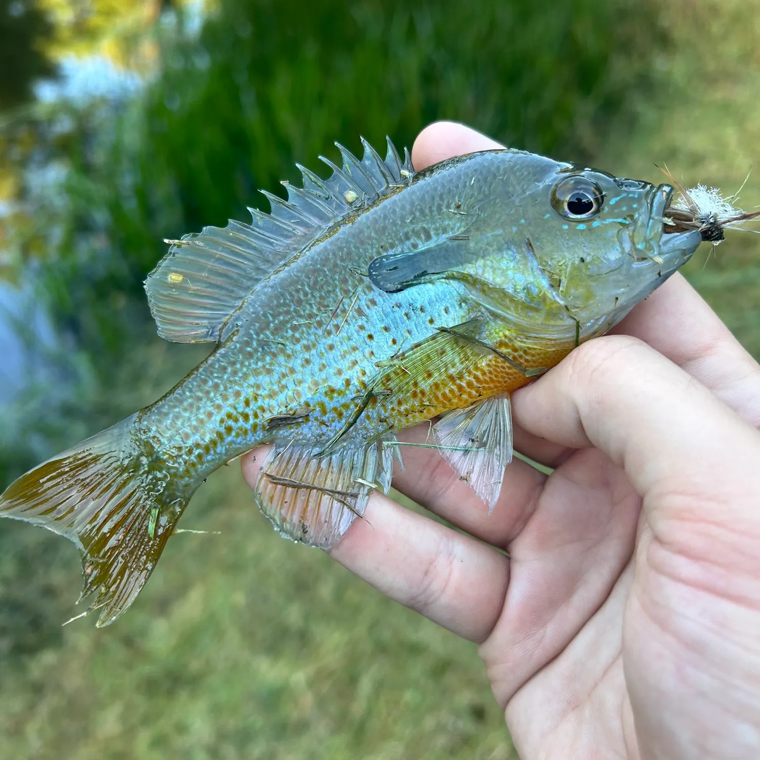 Redbreast sunfish caught on Fishbrain