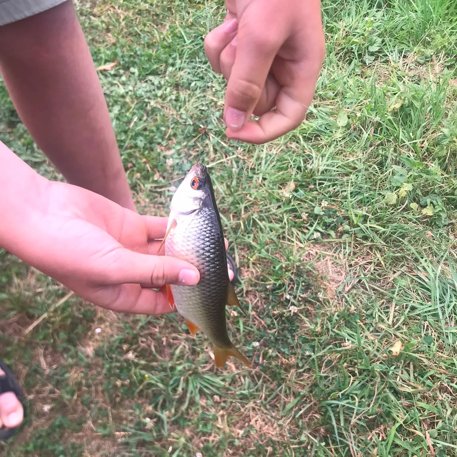 Fish caught on Fishbrain