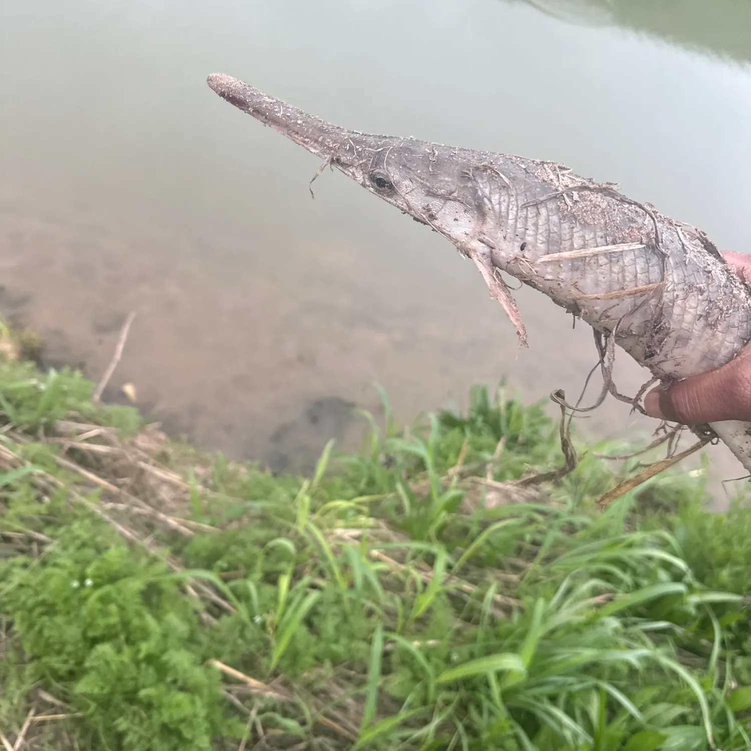 The most recent Shortnose gar catches on Fishbrain