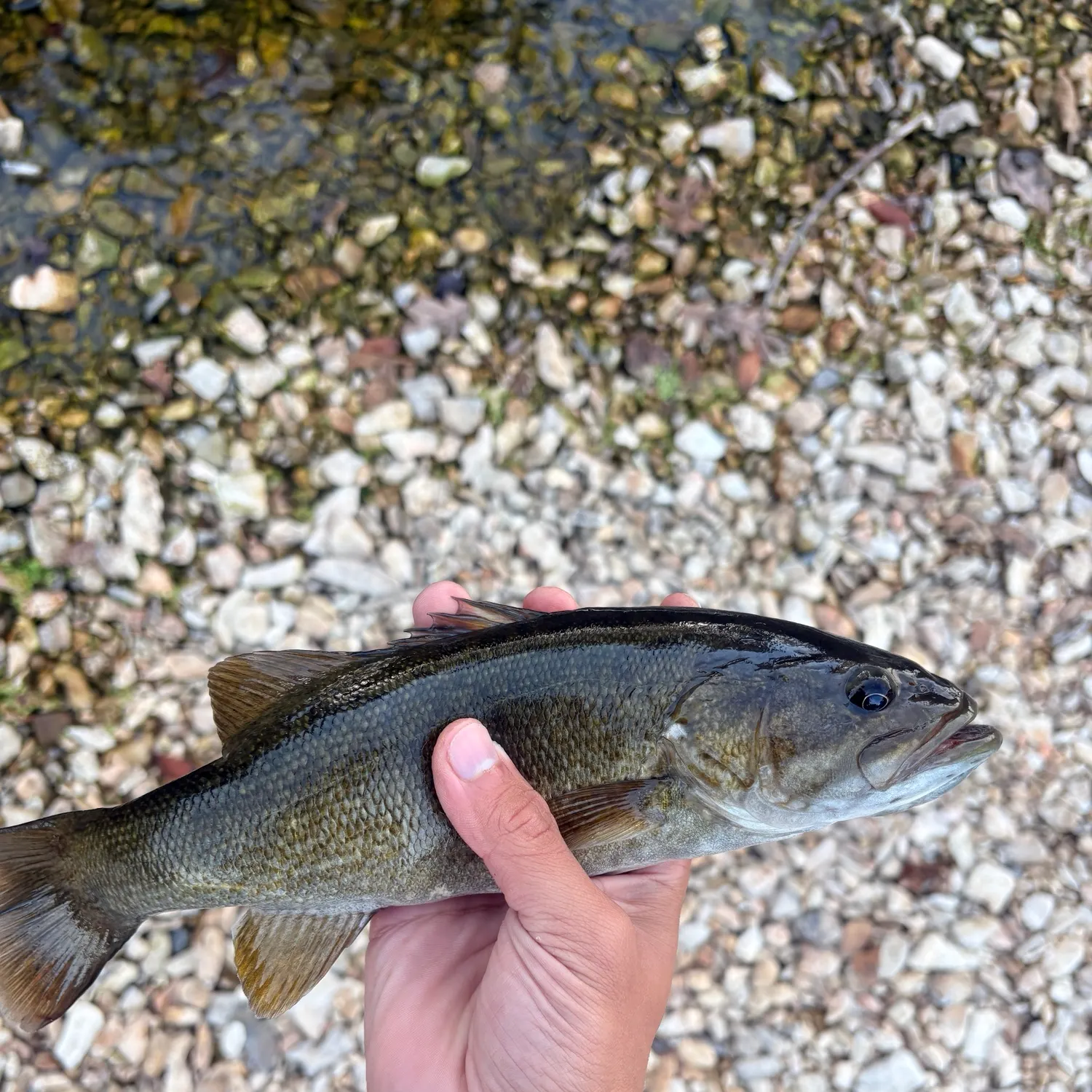 Smallmouth bass caught on Fishbrain