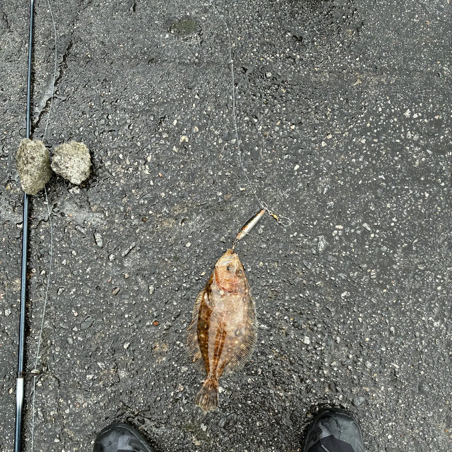 Common dab caught on Fishbrain
