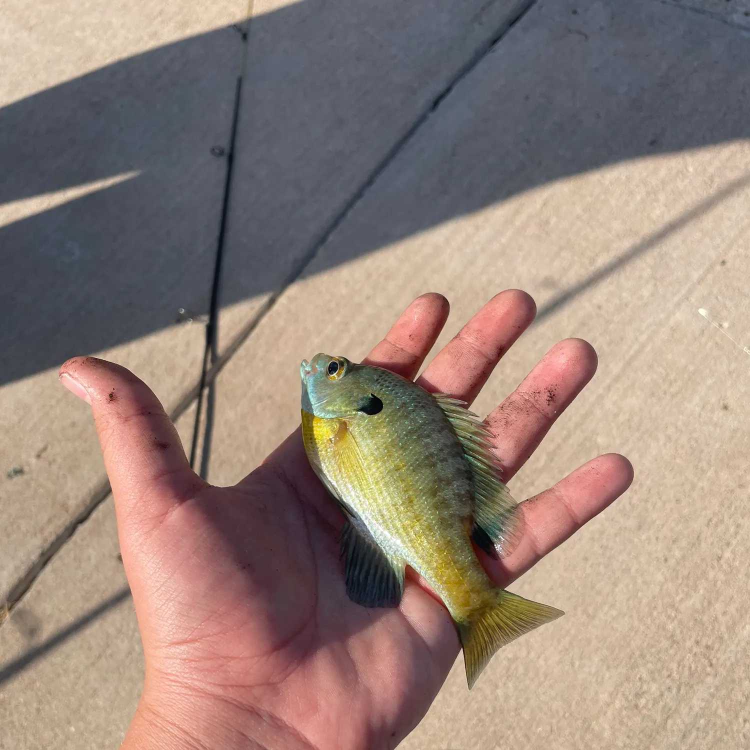 Bluegill caught on Fishbrain