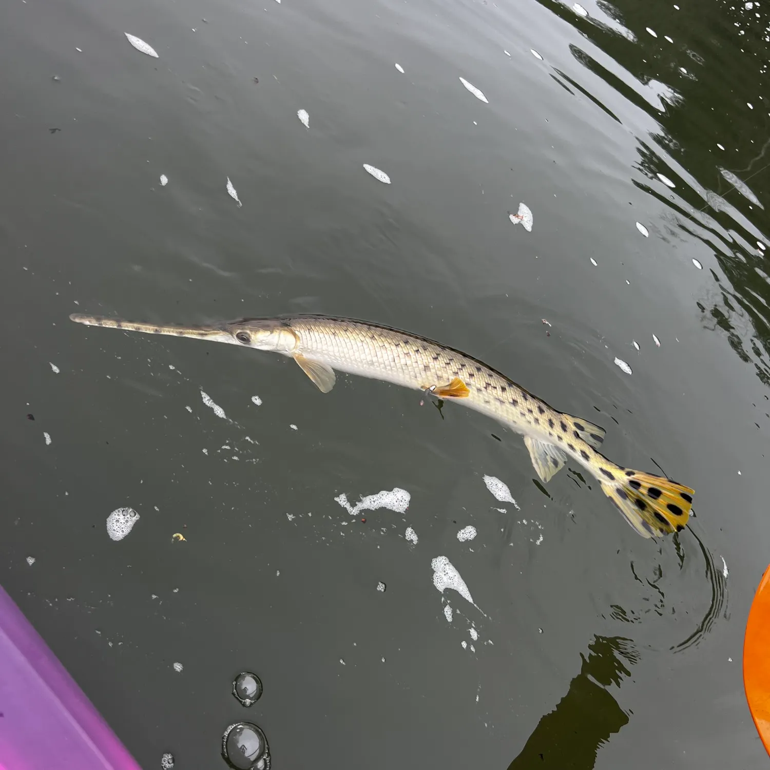 The most recent Longnose gar catches on Fishbrain