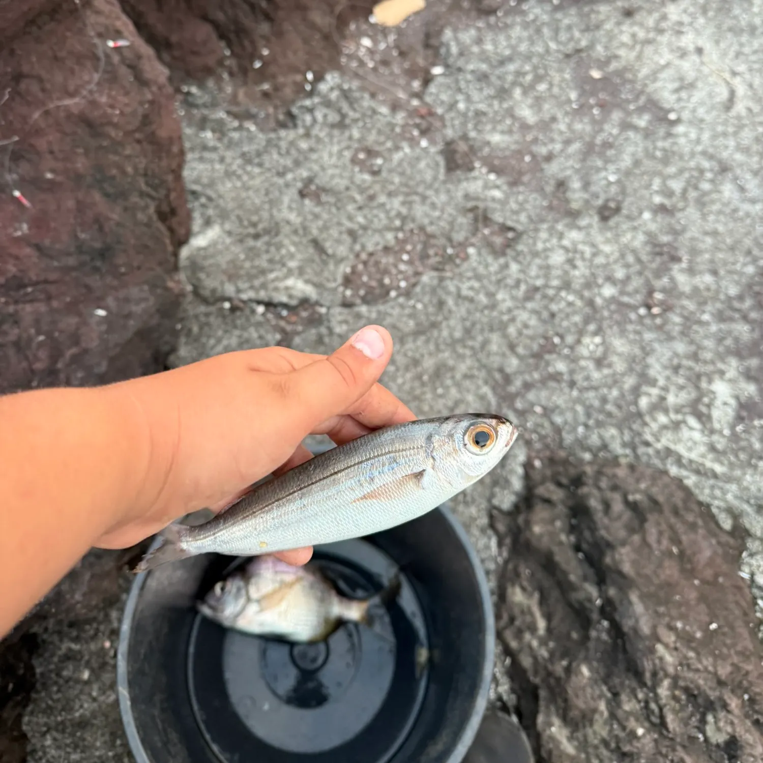Striped mullet caught on Fishbrain