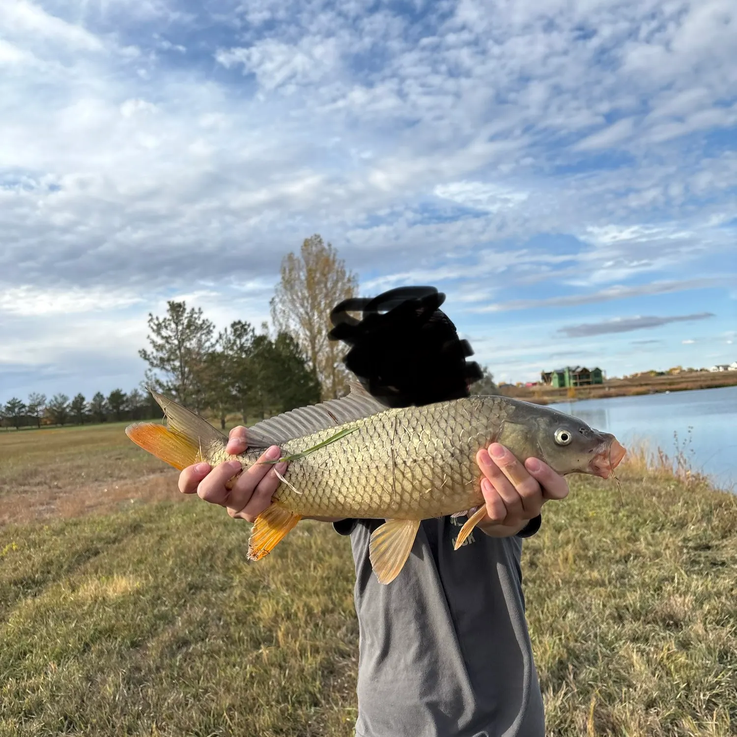 Common carp caught on Fishbrain