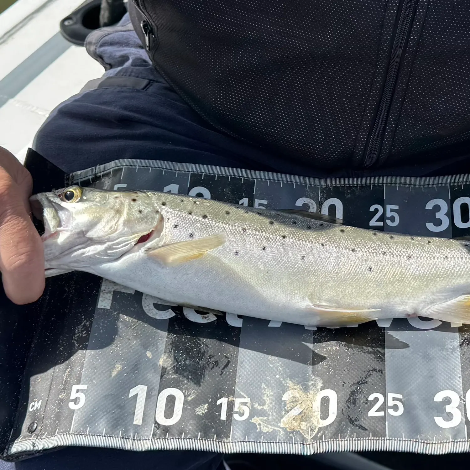 Rainbow trout caught on Fishbrain