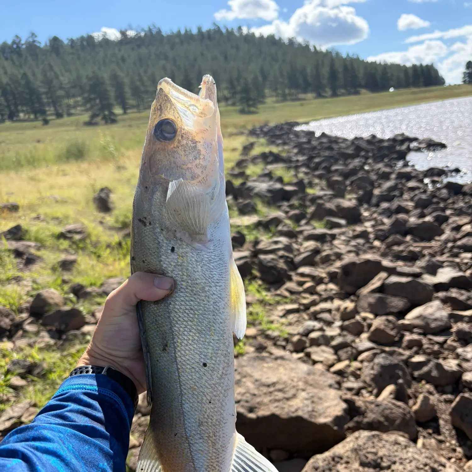 Walleye caught on Fishbrain