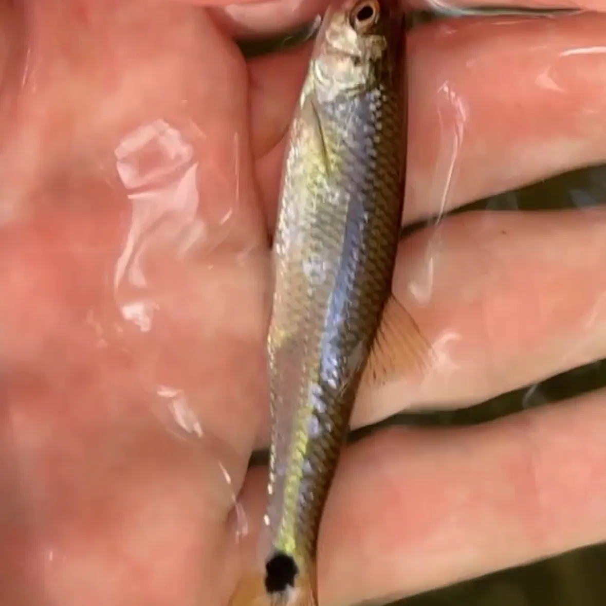 Slender blacktail shiner caught on Fishbrain