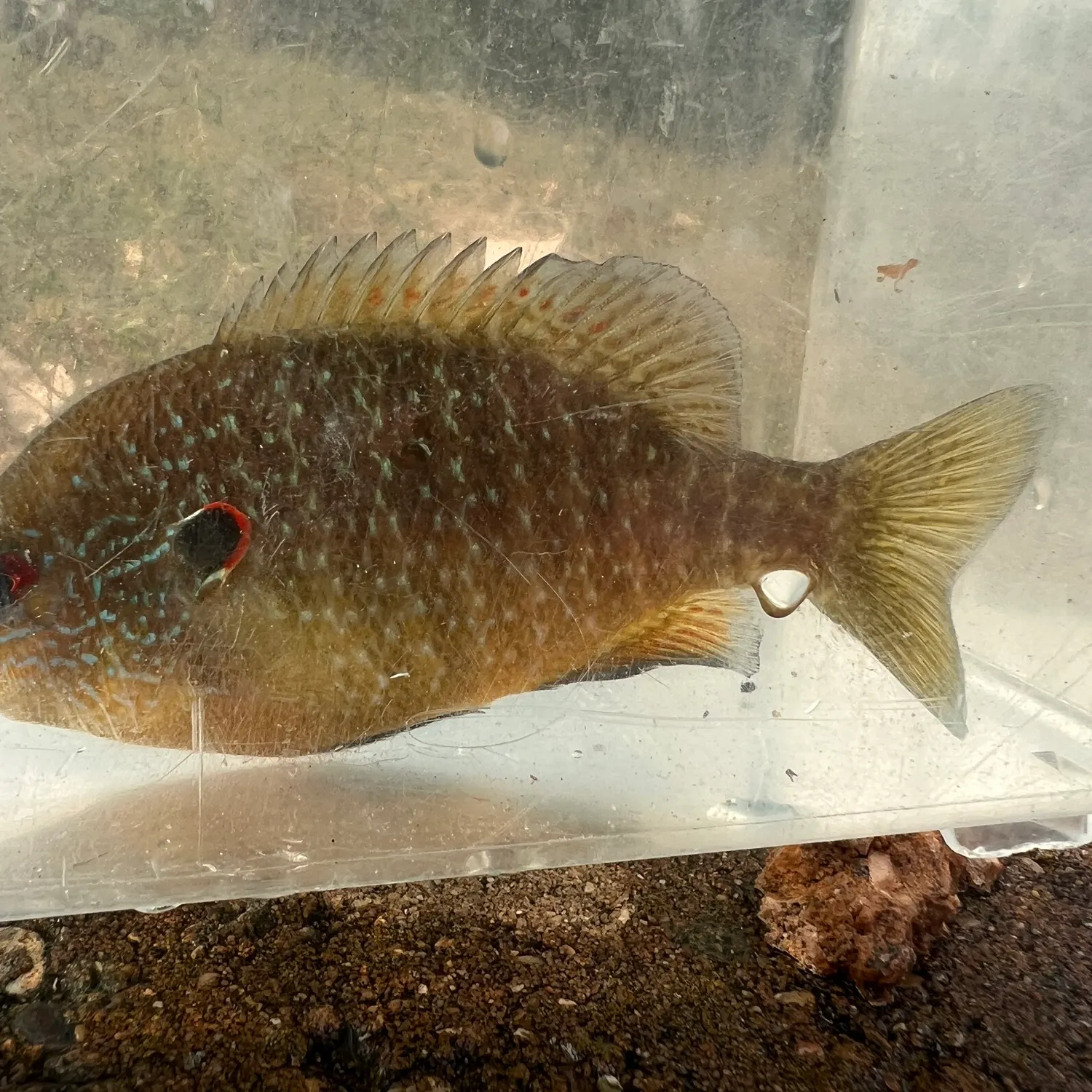 The most recent Northern sunfish catches on Fishbrain