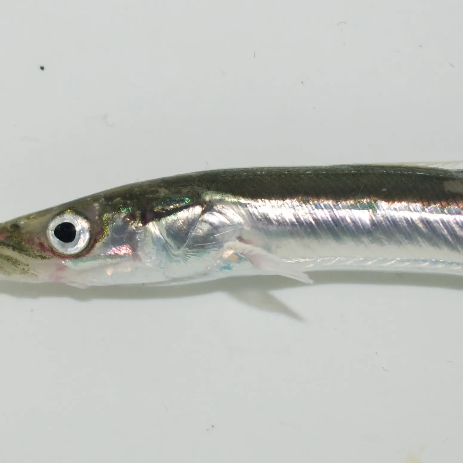 The most recent Arctic sand lance catches on Fishbrain