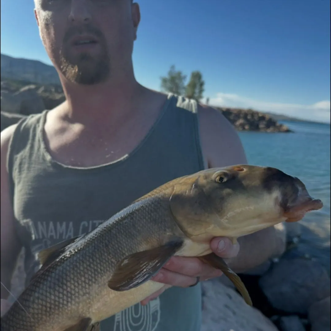 The most recent Largescale sucker catches on Fishbrain