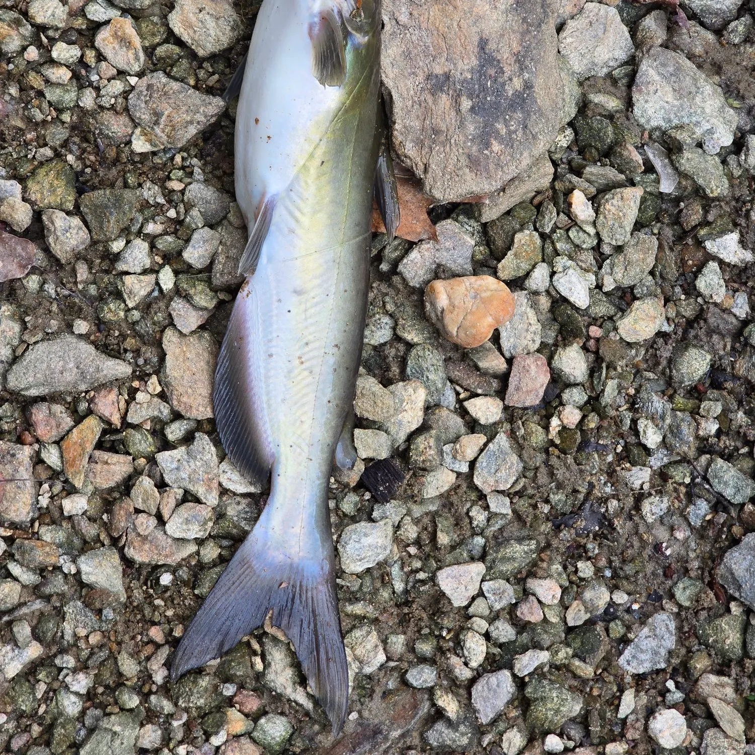 Channel catfish caught on Fishbrain