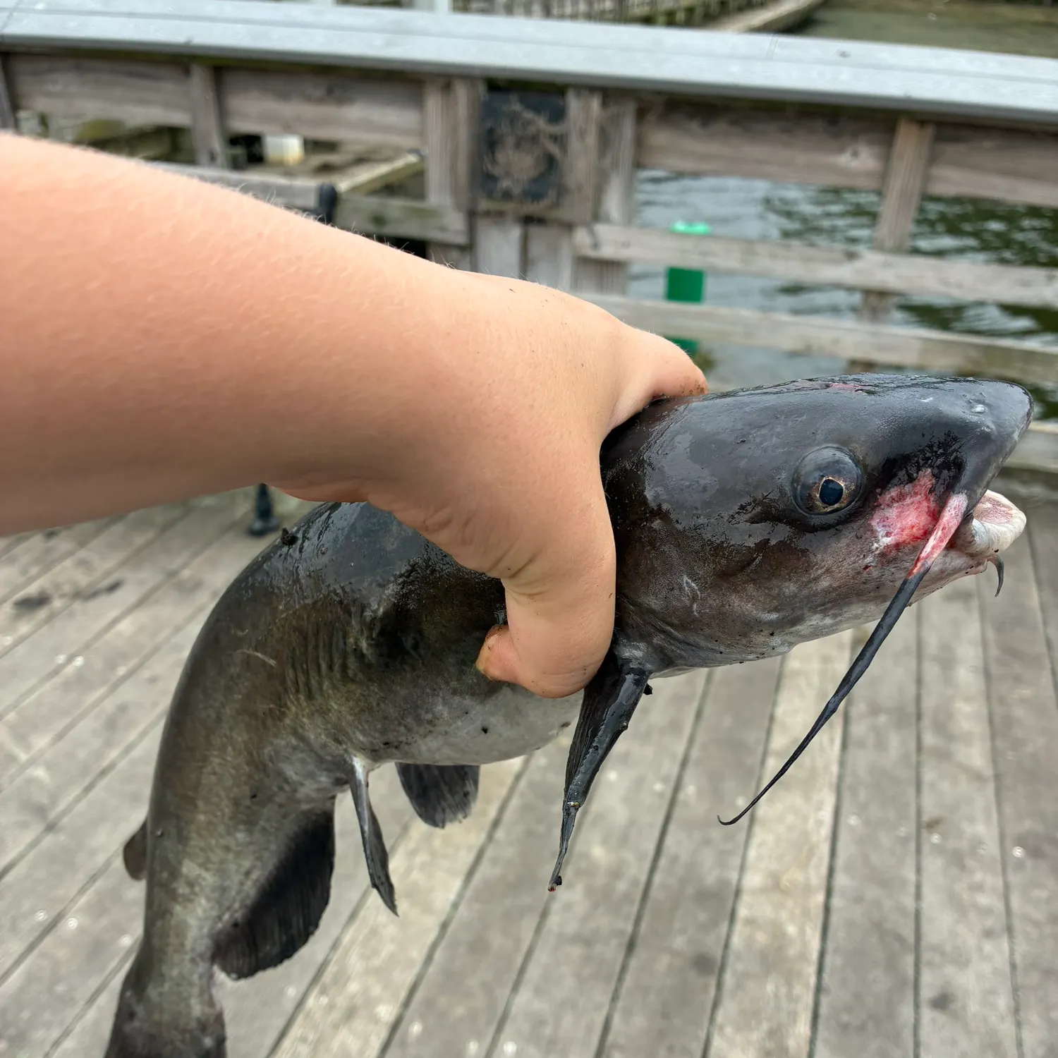 Channel catfish caught on Fishbrain