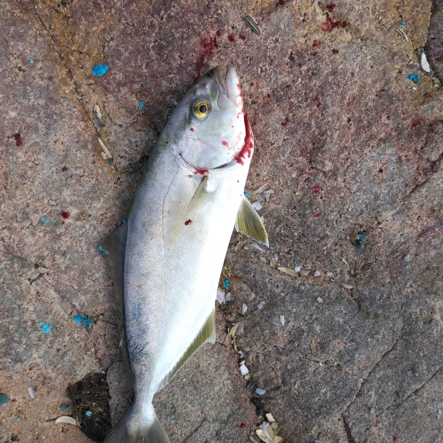 angler catch