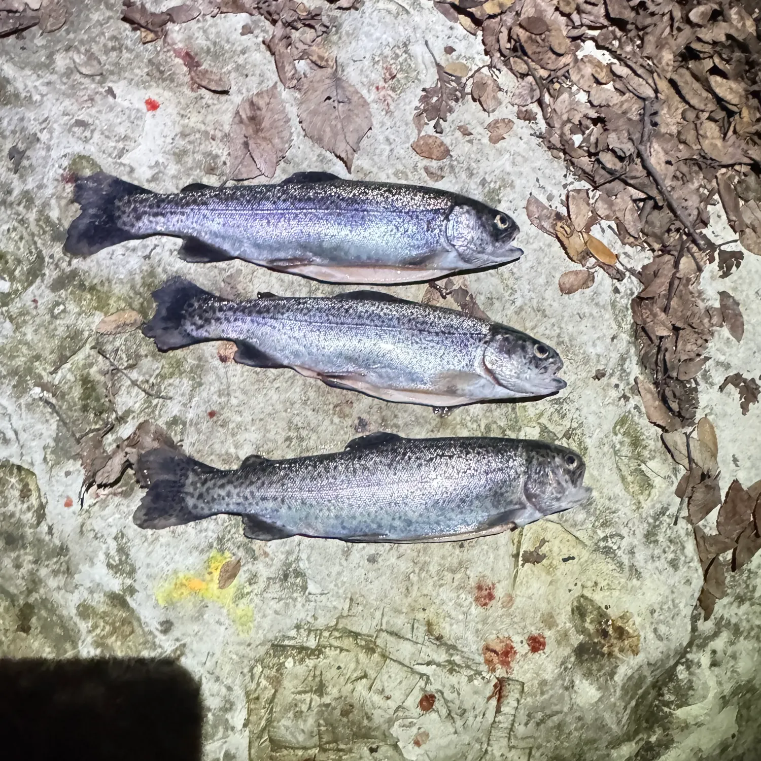 recently logged catches