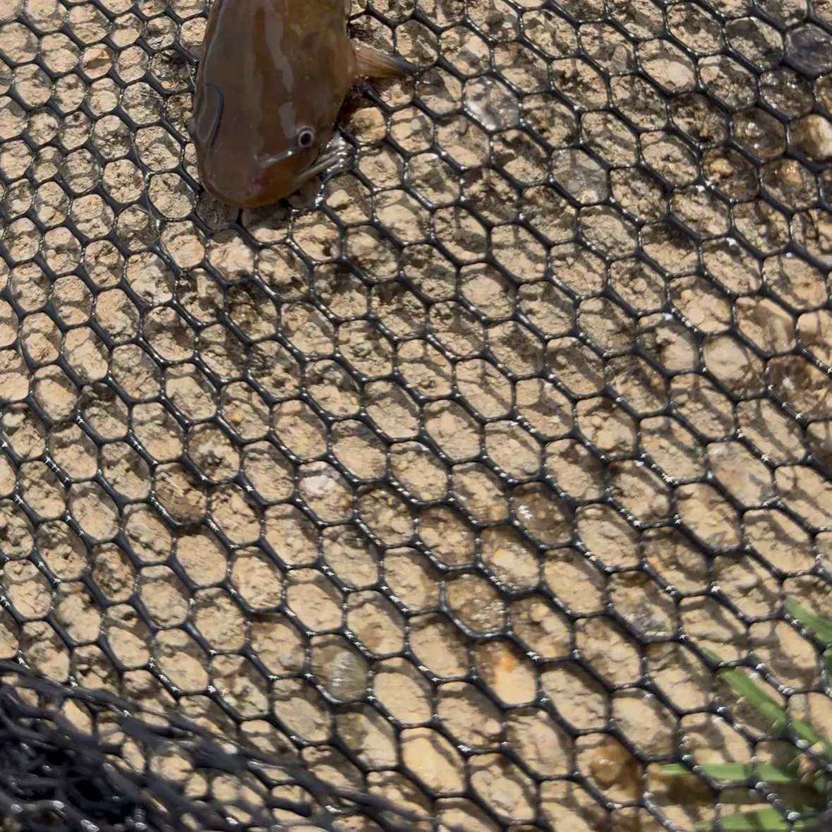 The most recent Suckermouth catfish catches on Fishbrain