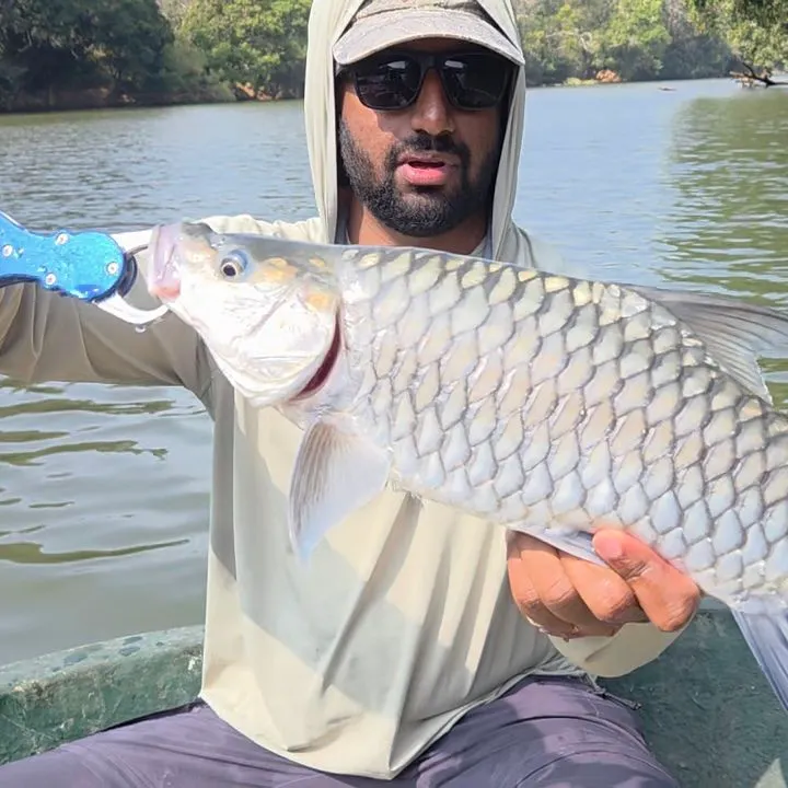The most recent Deccan mahseer catches on Fishbrain