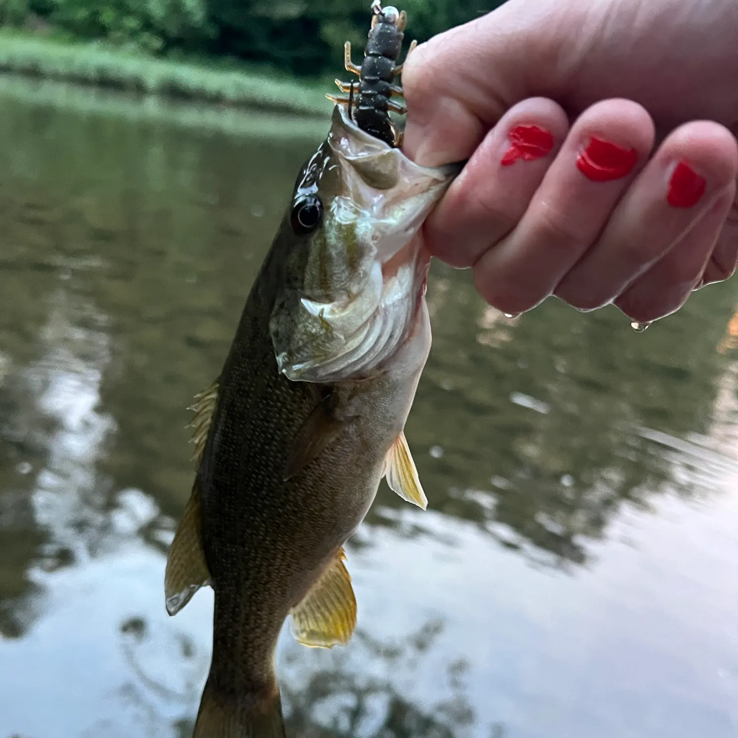 Smallmouth bass caught on Fishbrain