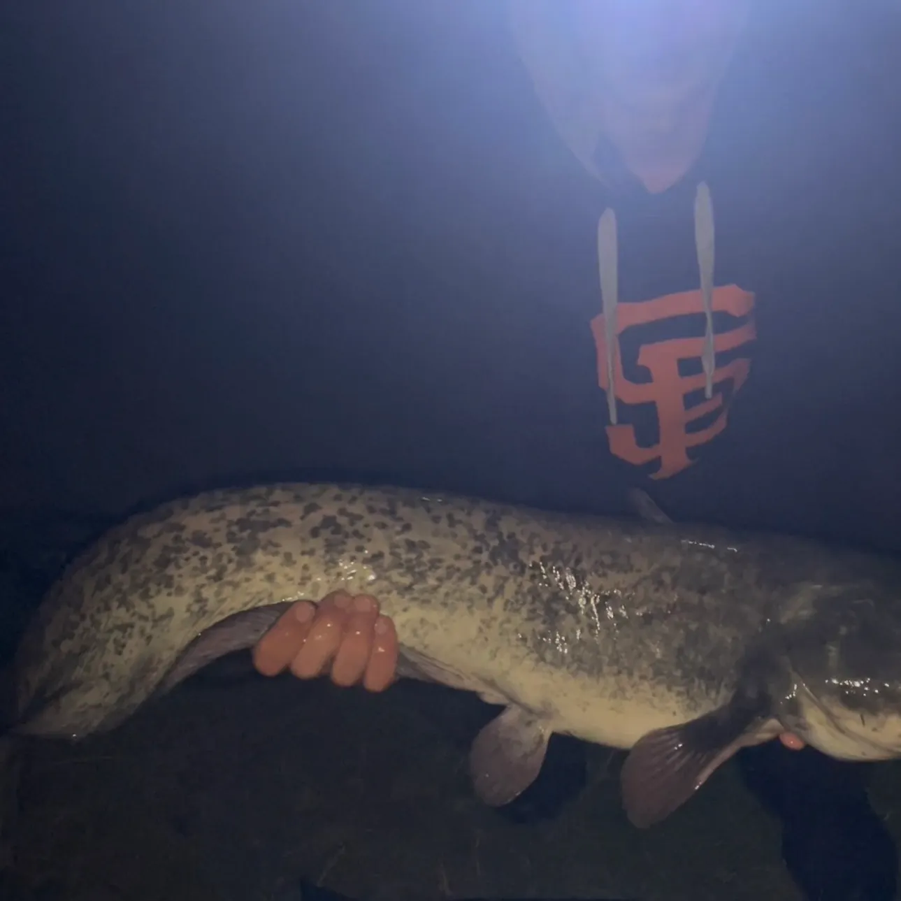 Wels catfish caught on Fishbrain