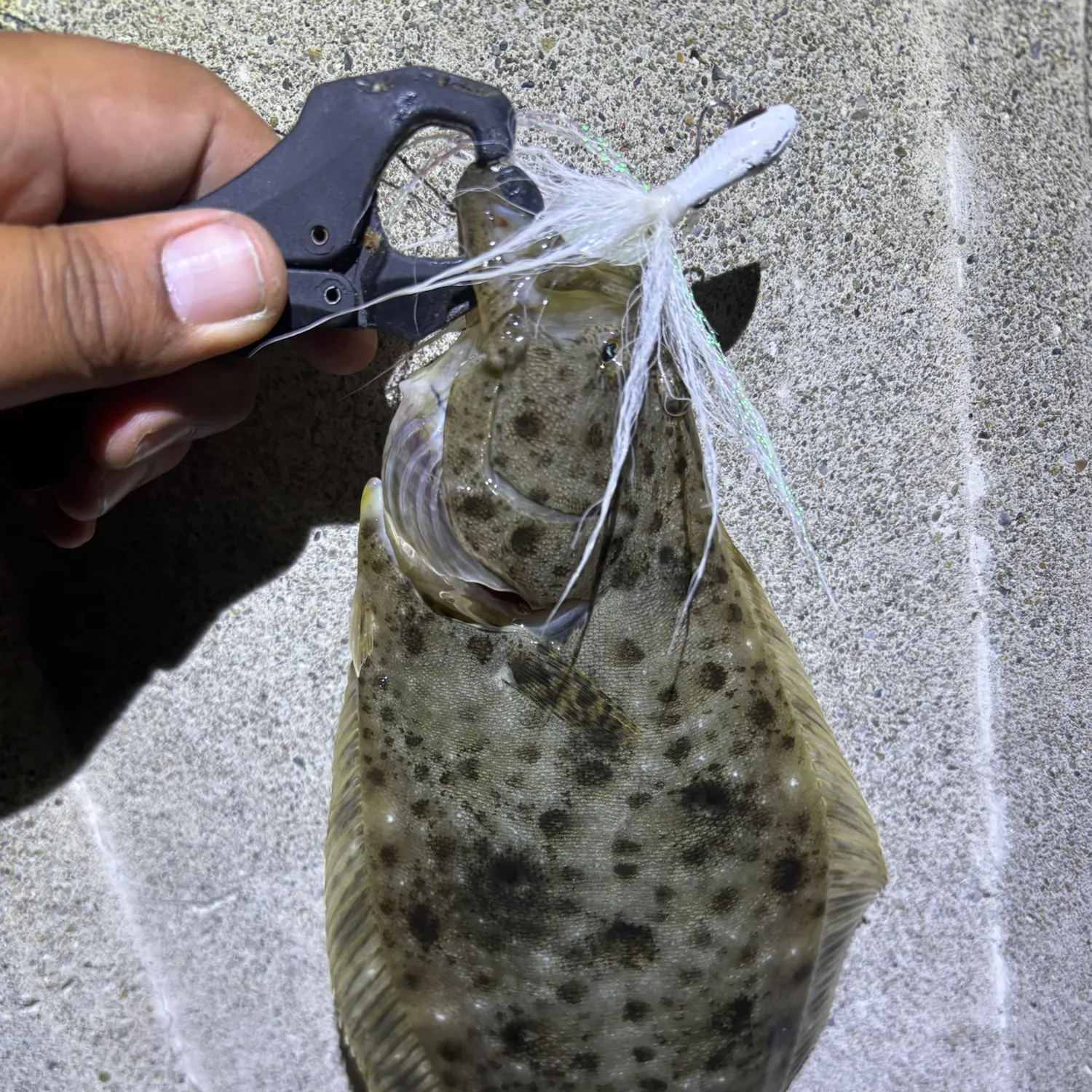 California halibut caught on Fishbrain