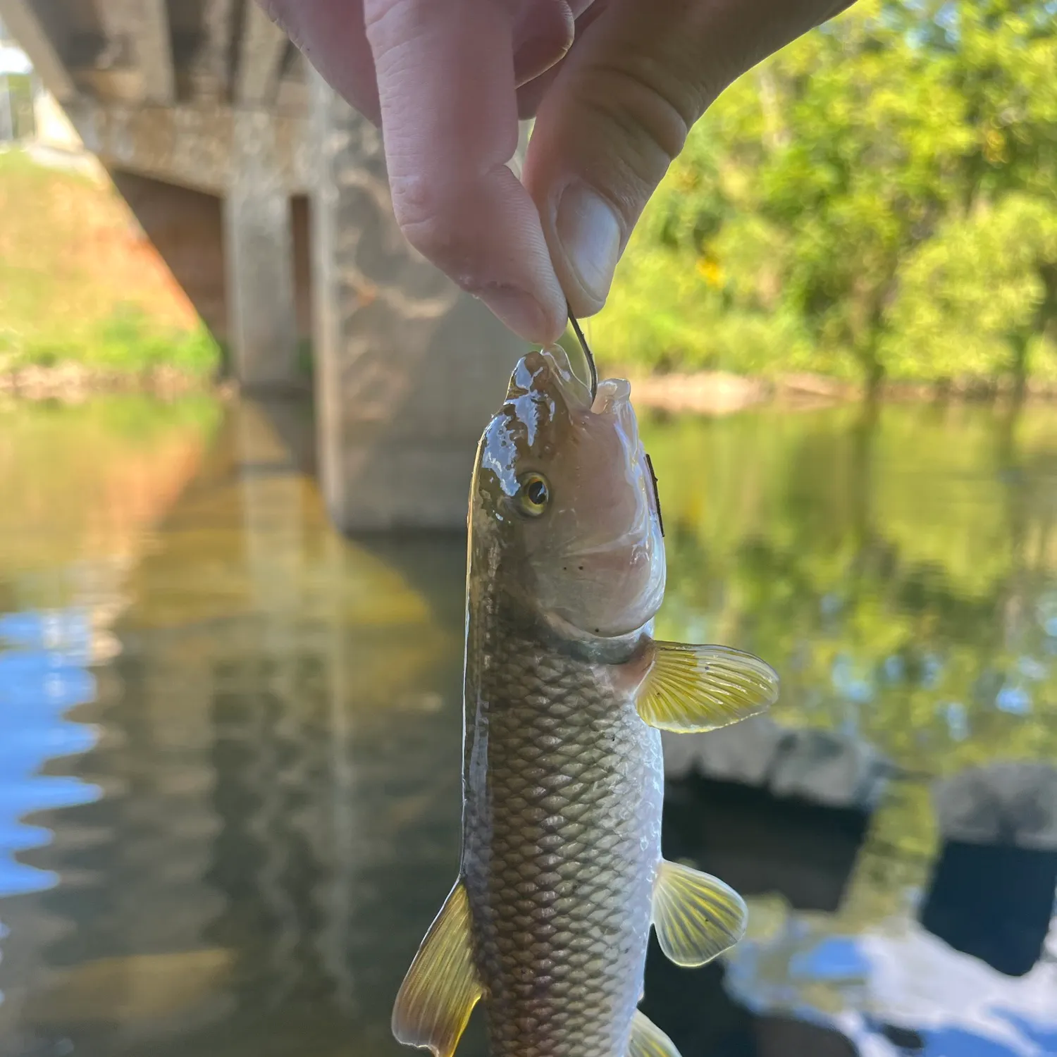 River chub caught on Fishbrain