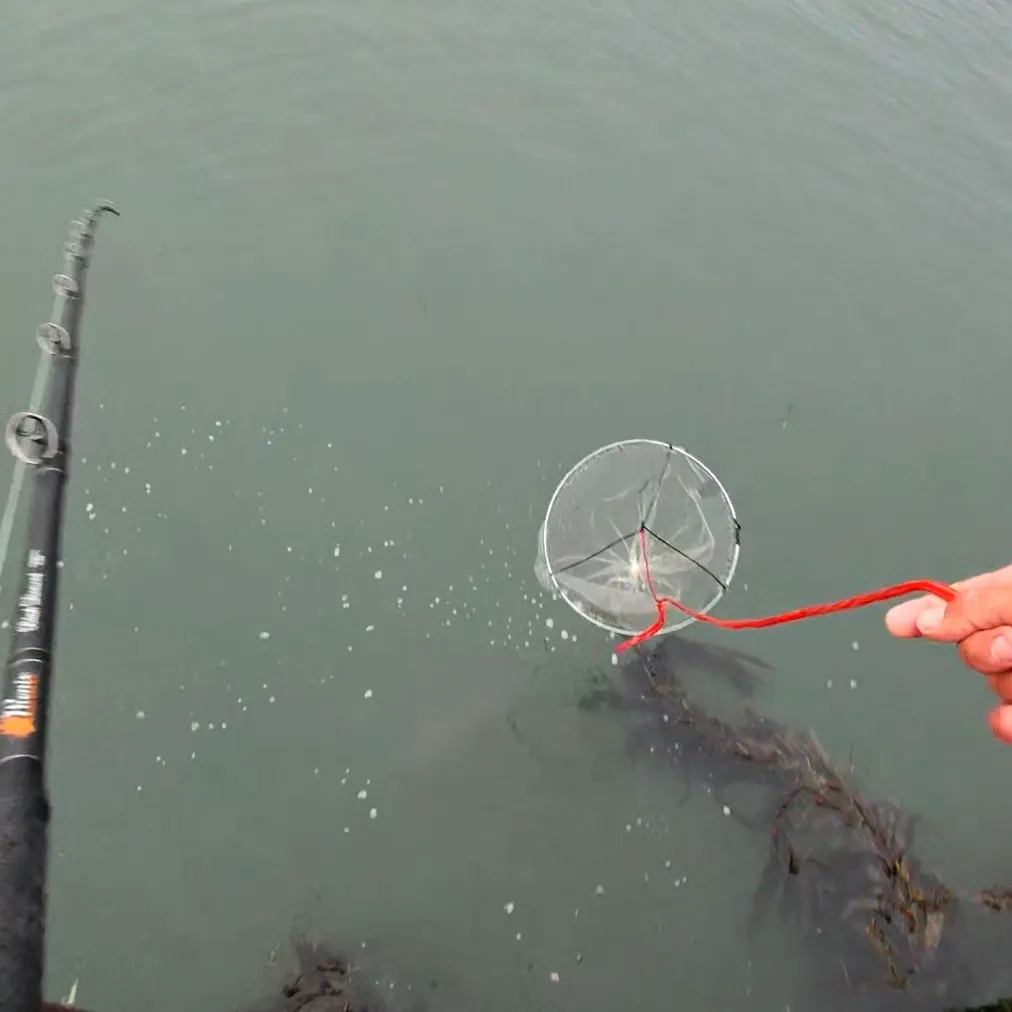 The most recent Olive rockfish catches on Fishbrain
