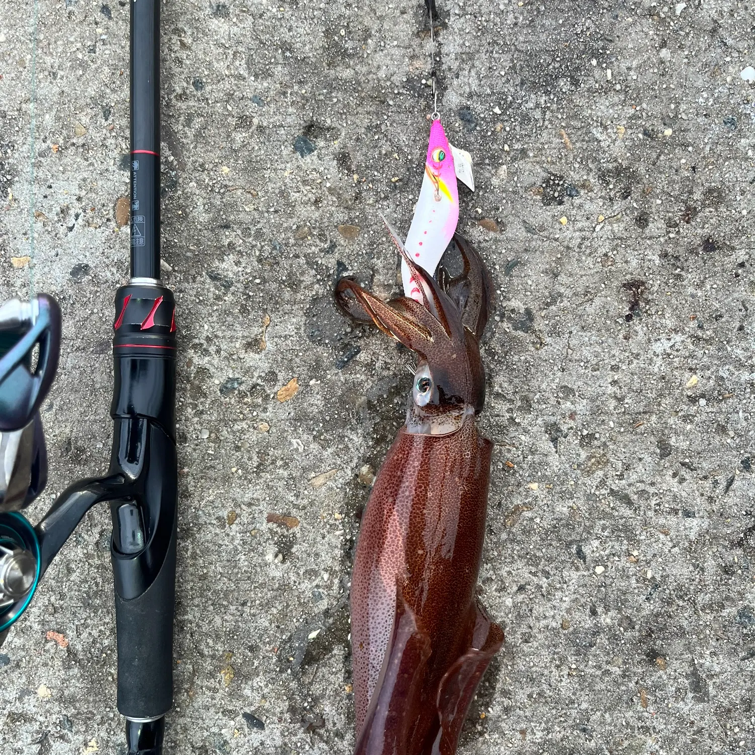 The most recent Southern calamari catches on Fishbrain