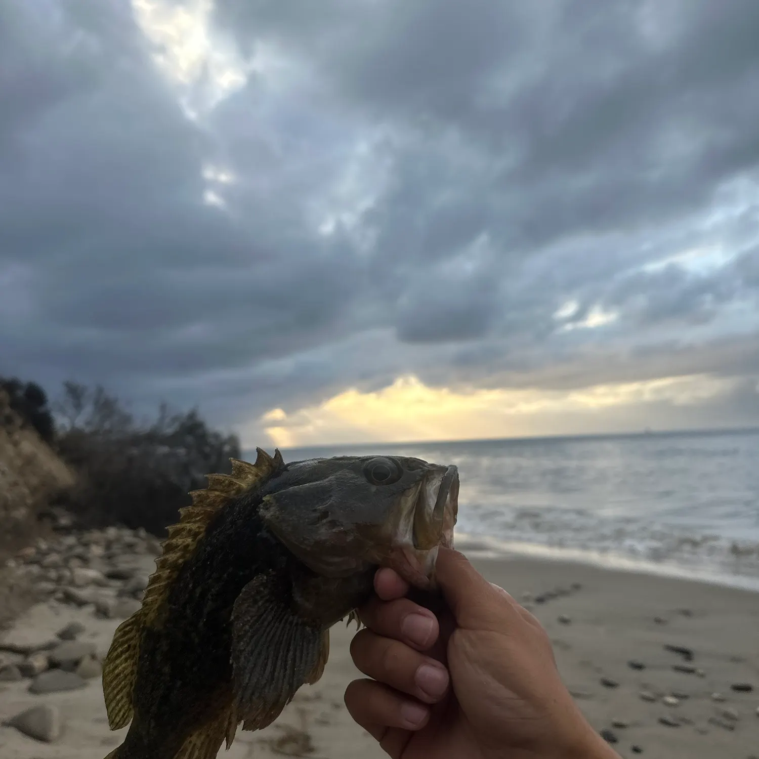 The most recent Grass rockfish catches on Fishbrain