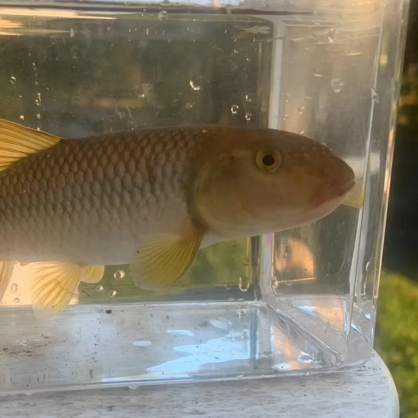 The most recent River chub catches on Fishbrain