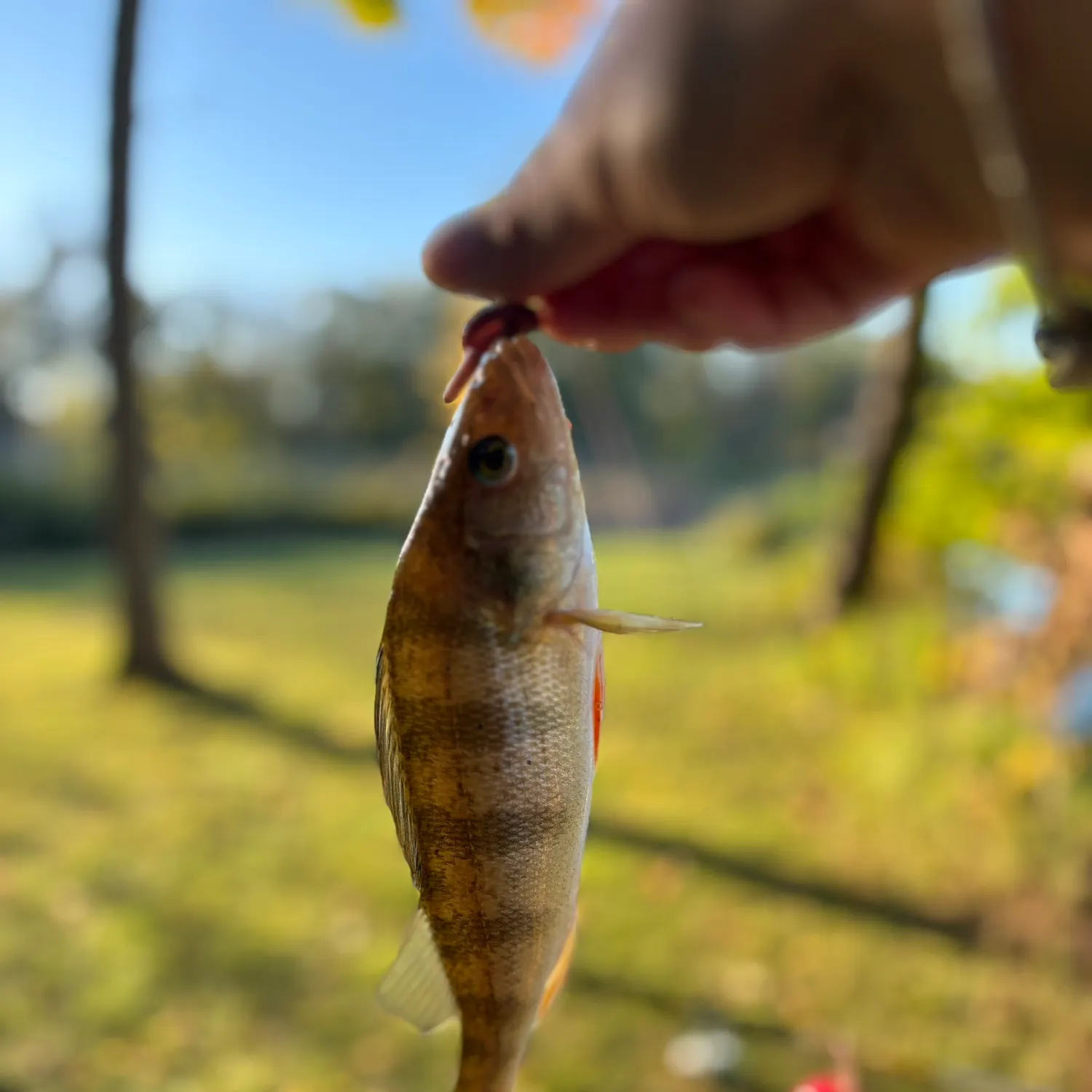 Yellow perch caught on Fishbrain