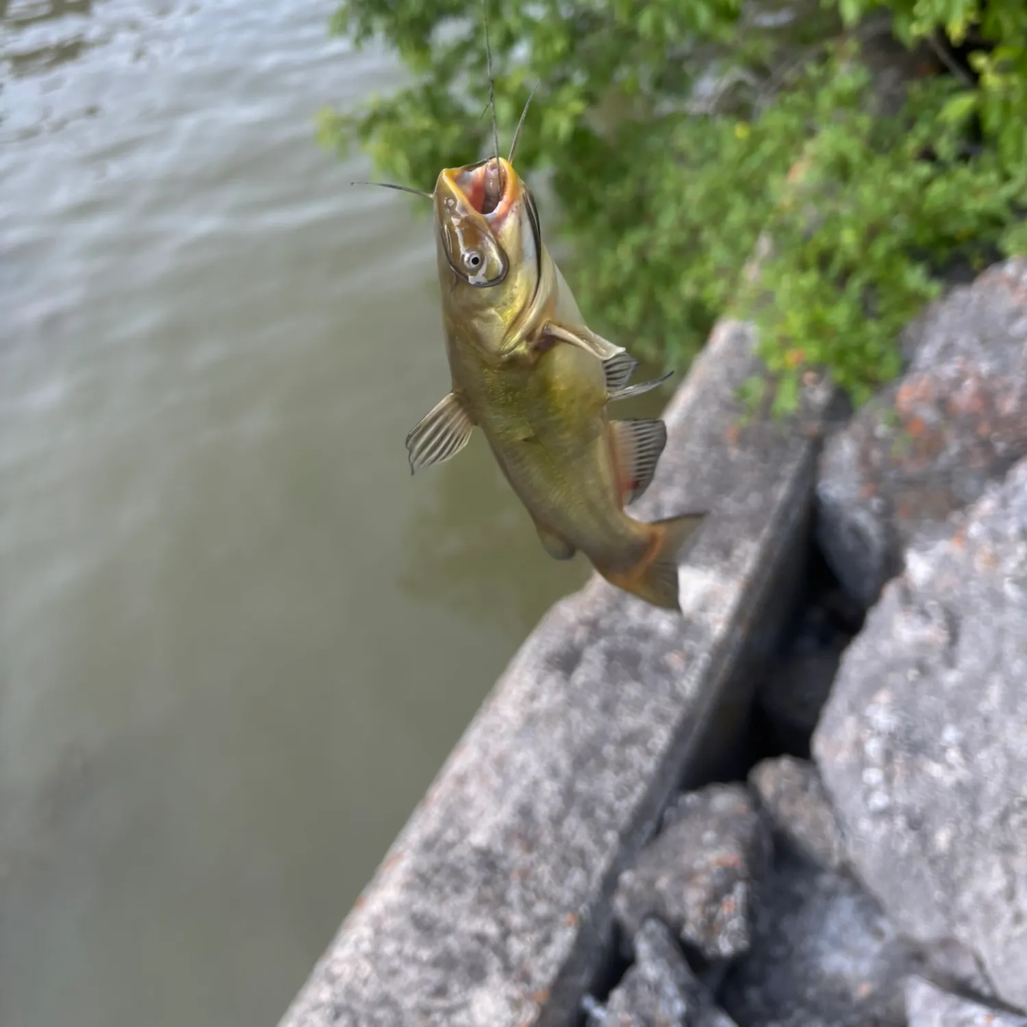 catch
