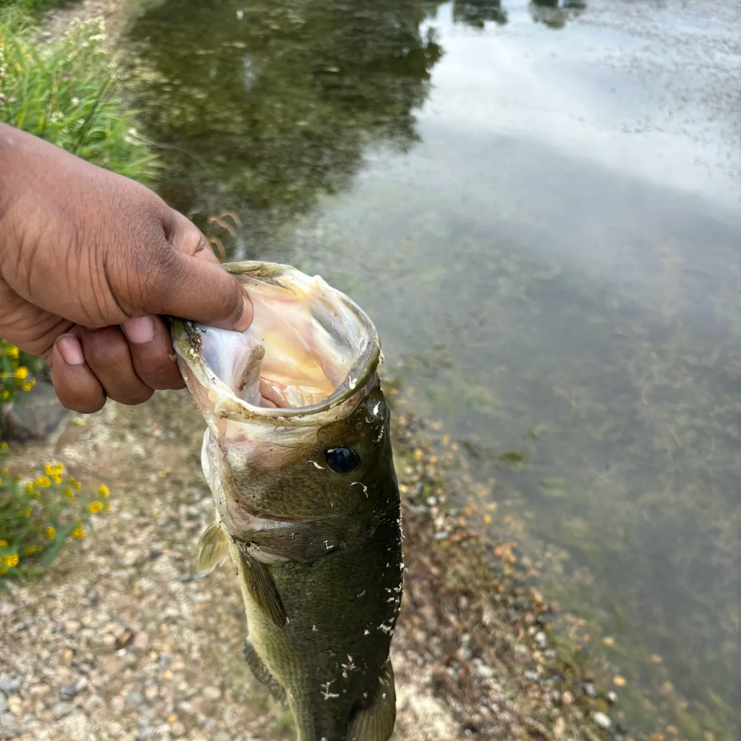 Largemouth bass caught on Fishbrain