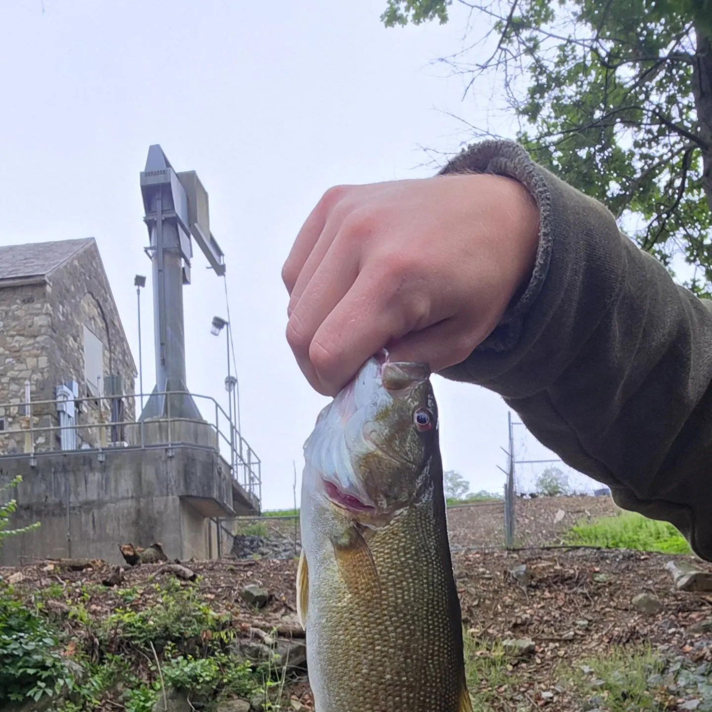 Smallmouth bass caught on Fishbrain