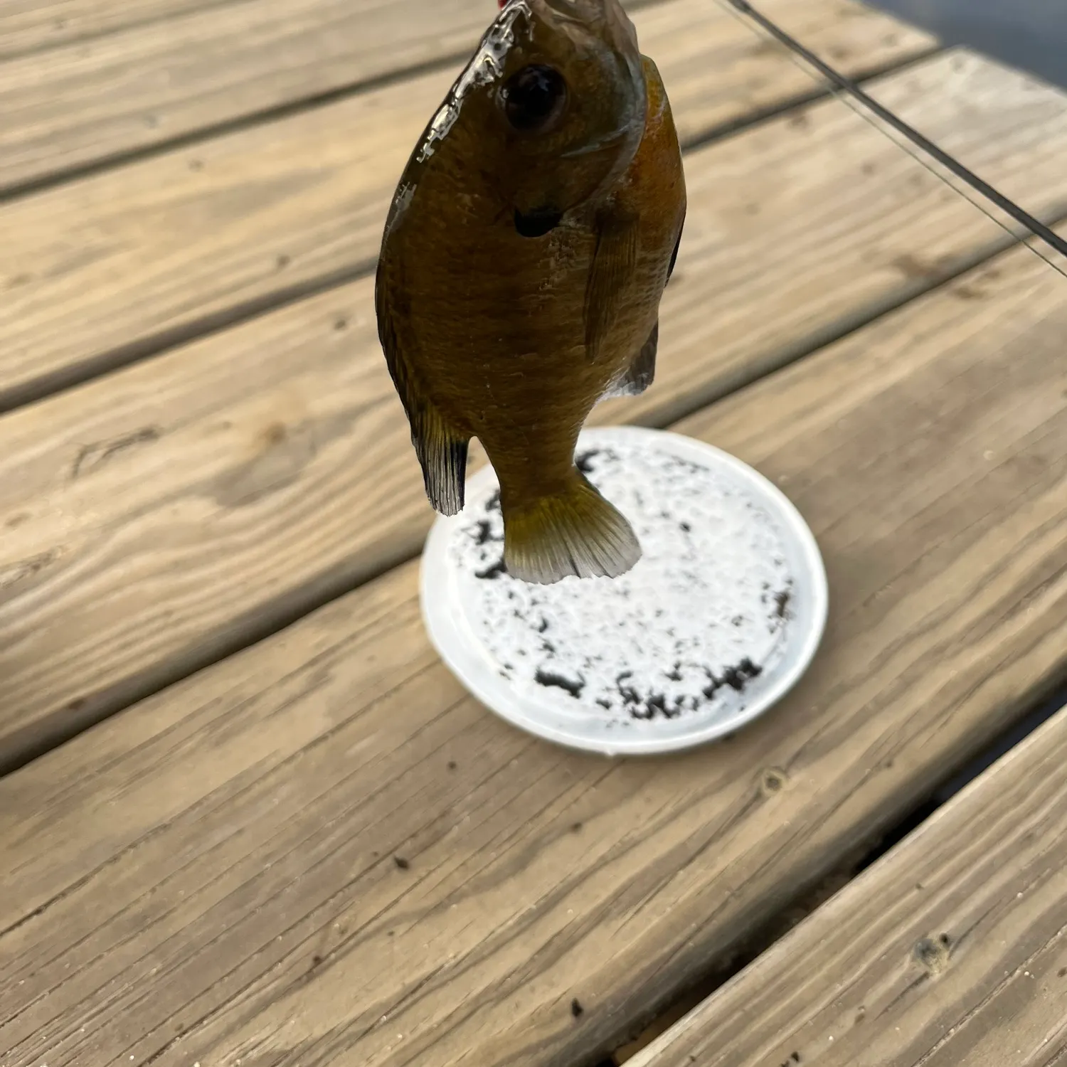 Bluegill caught on Fishbrain
