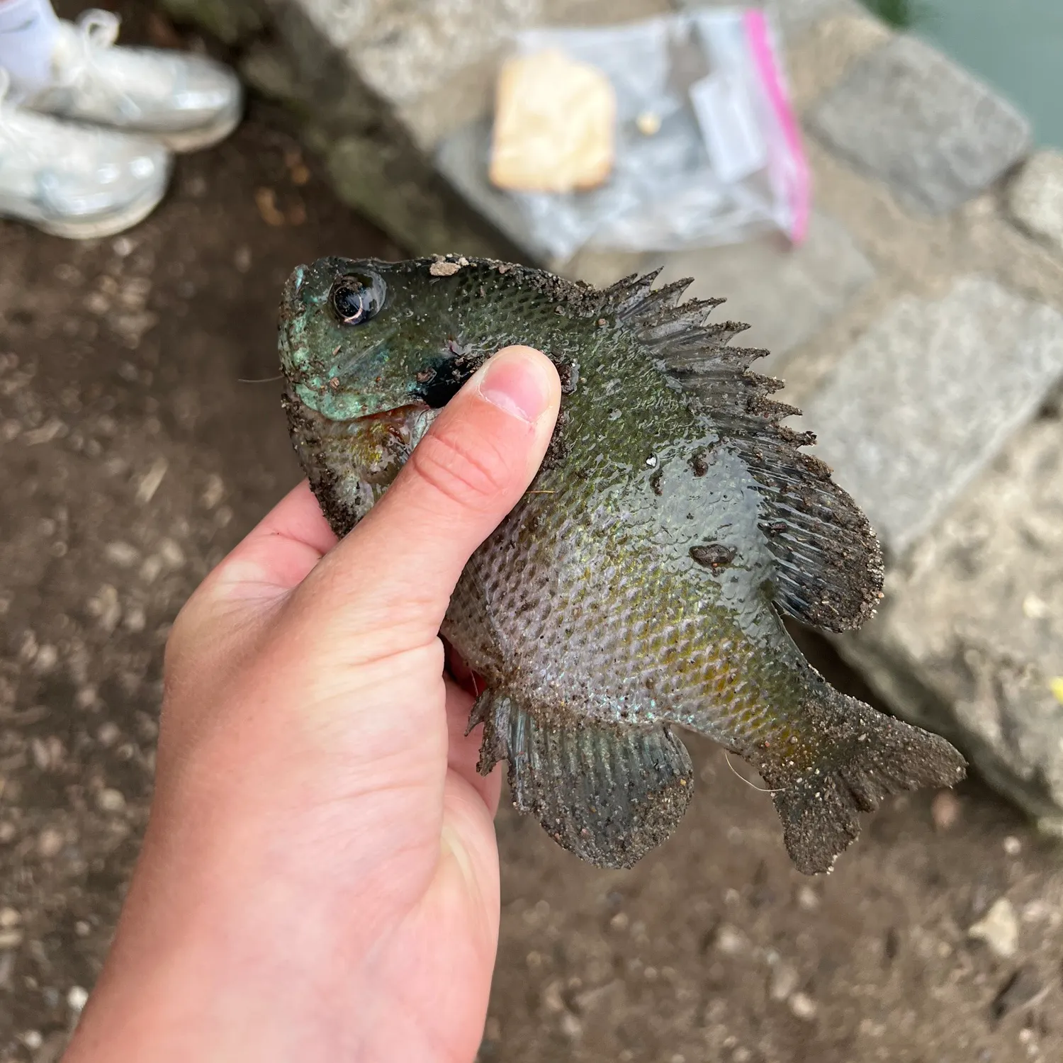 catch