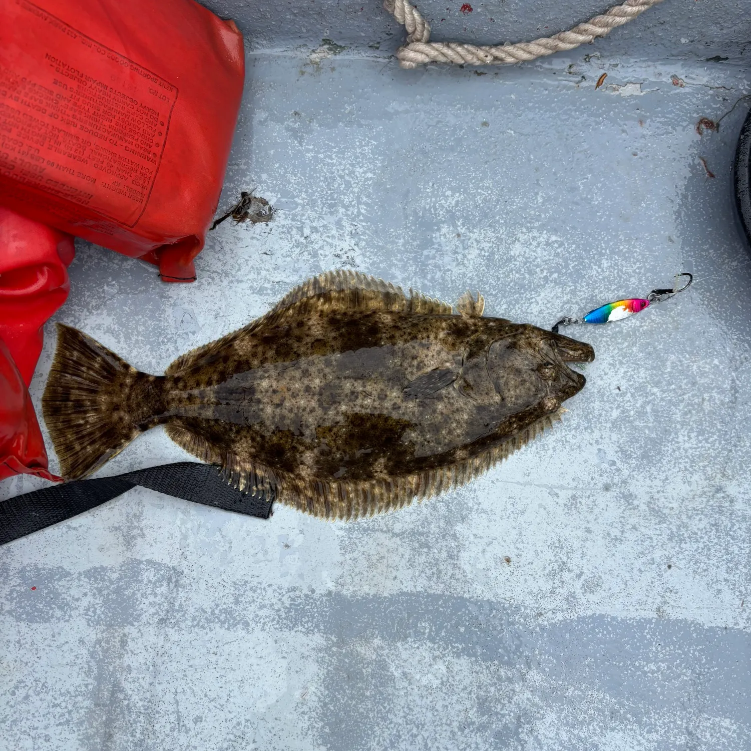 The most recent California halibut catches on Fishbrain