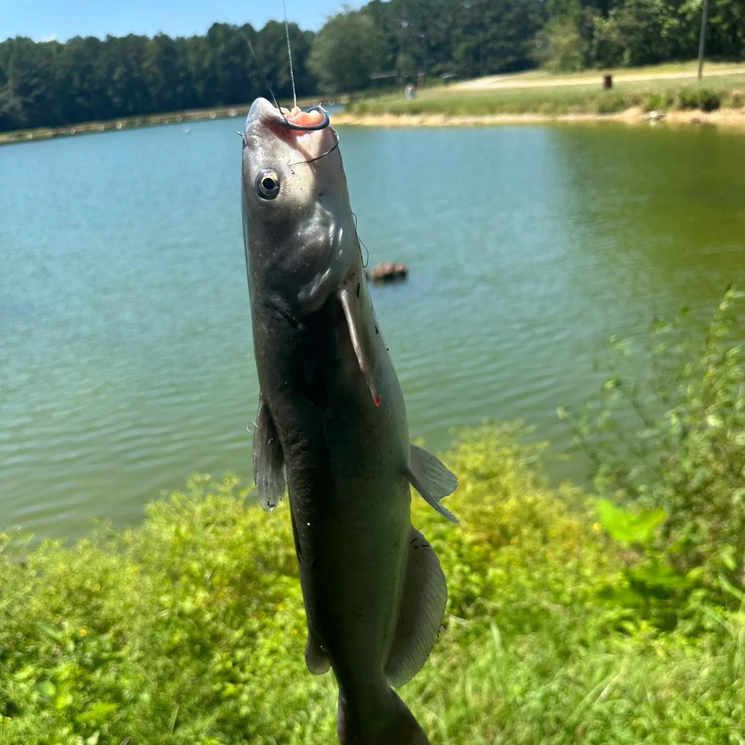 Channel catfish caught on Fishbrain