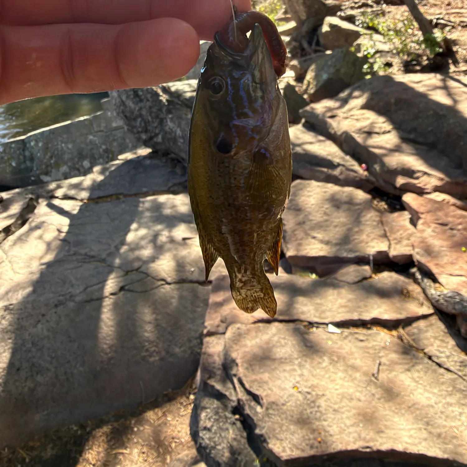 Green sunfish caught on Fishbrain