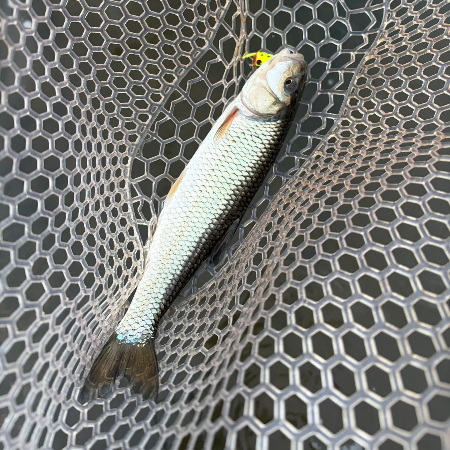 Fallfish caught on Fishbrain