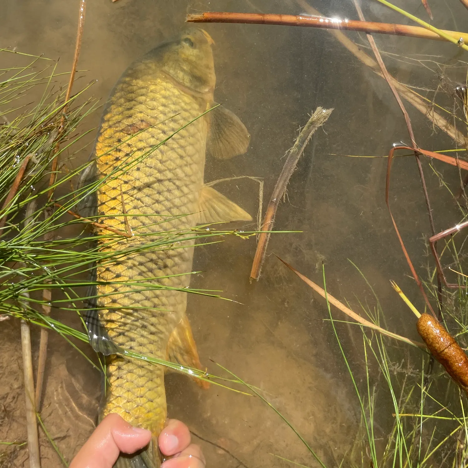 Common carp caught on Fishbrain