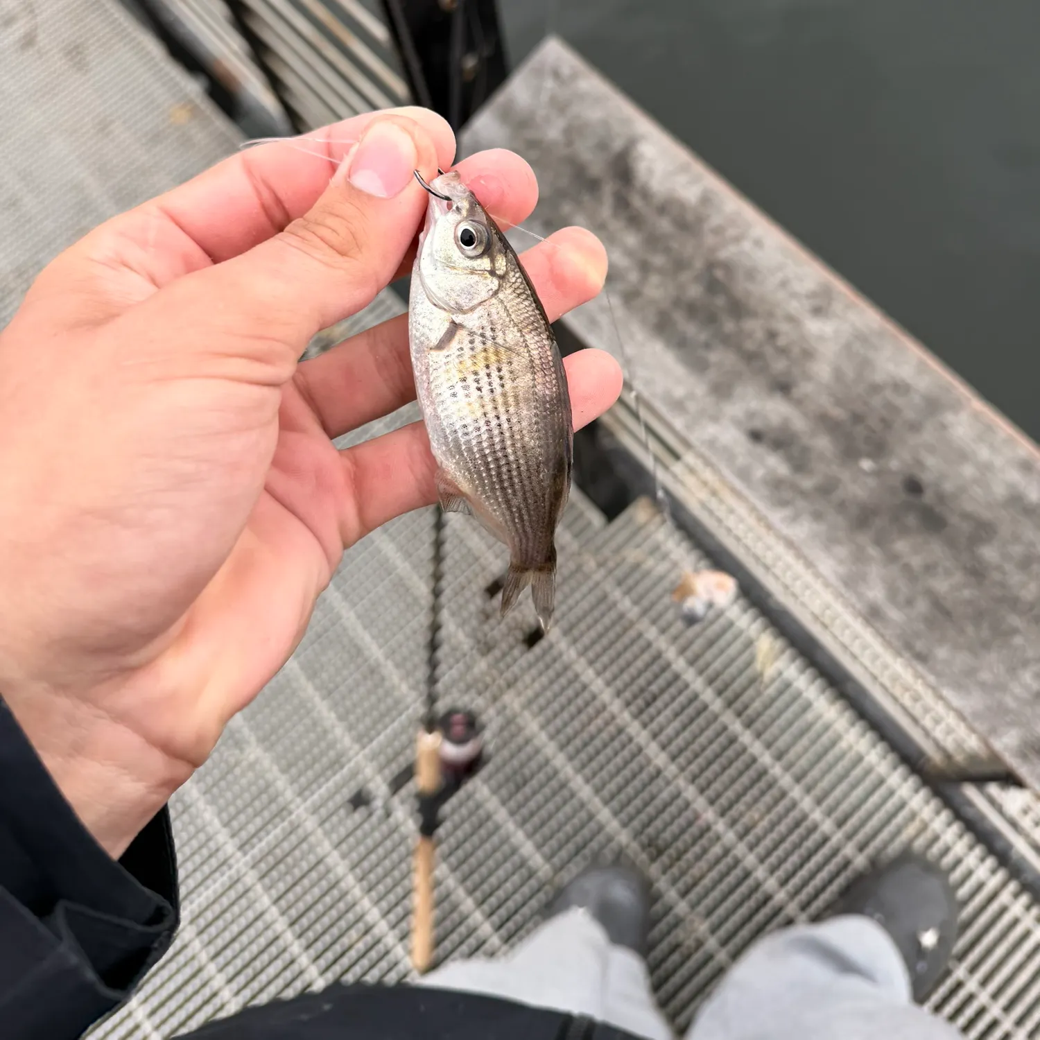 The most recent White seaperch catches on Fishbrain