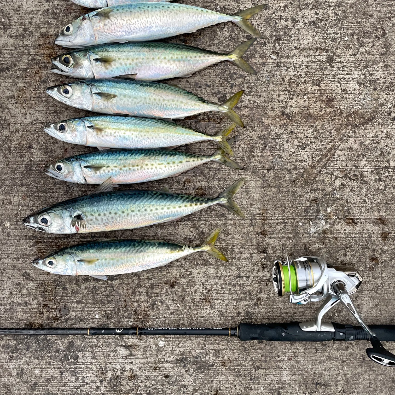 The most recent Pacific chub mackerel catches on Fishbrain