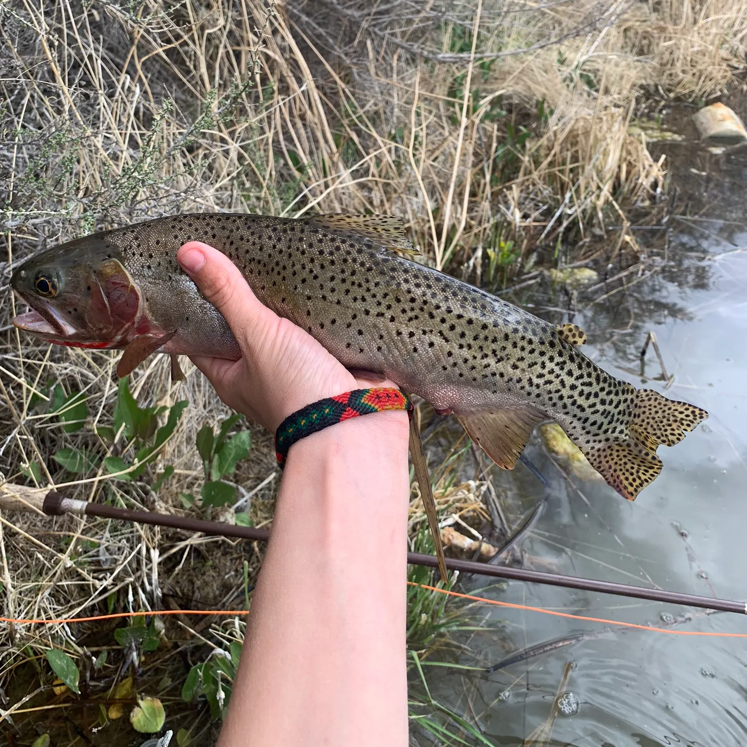 most liked catch image