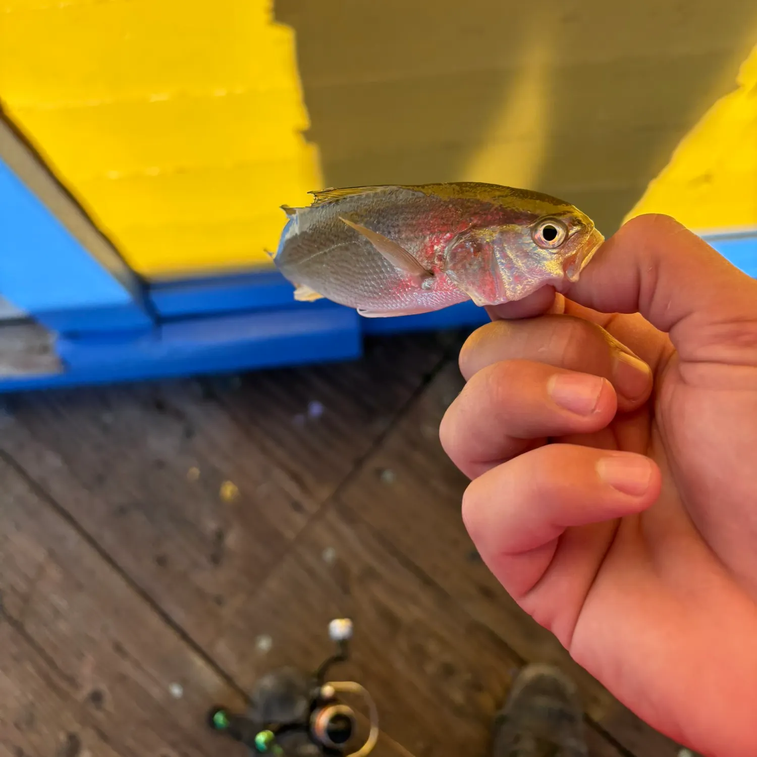 The most recent White croaker catches on Fishbrain
