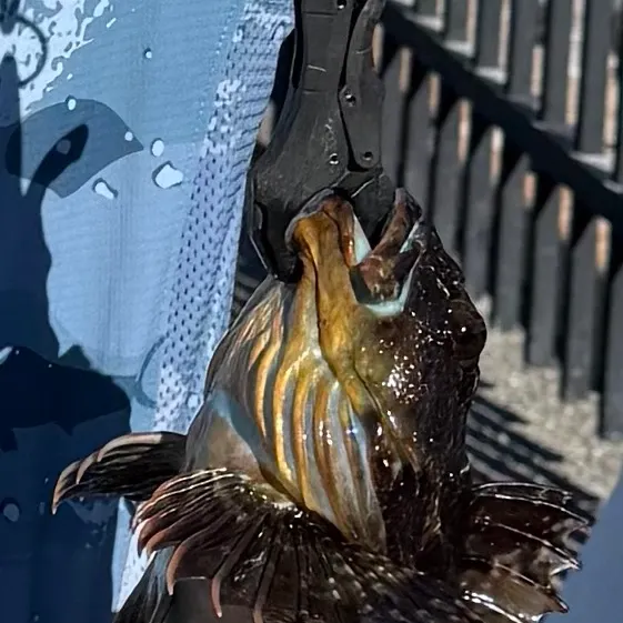 Cabezon caught on Fishbrain