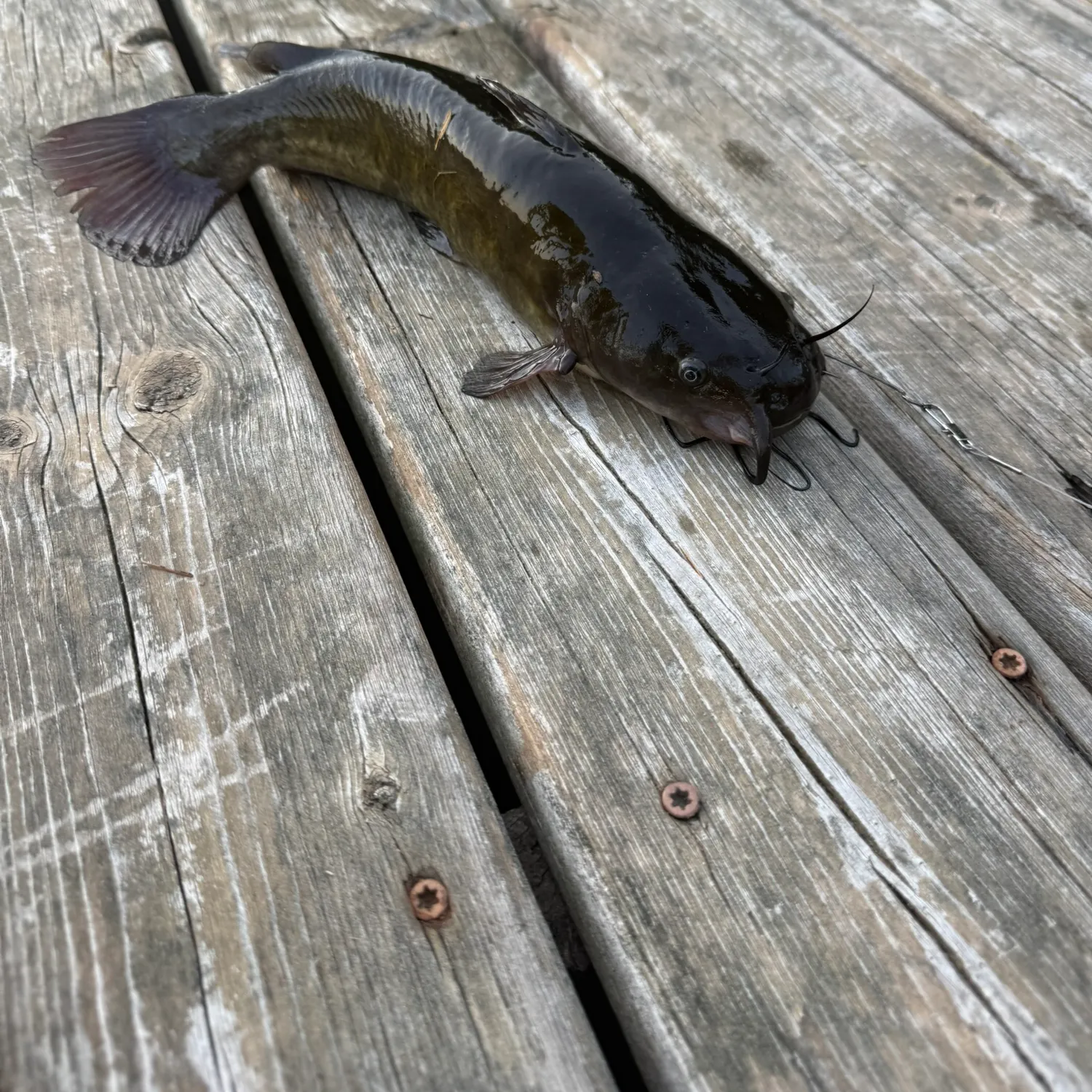 recently logged catches