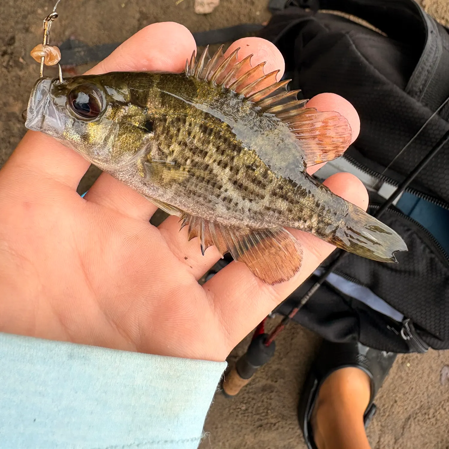 Rock bass caught on Fishbrain