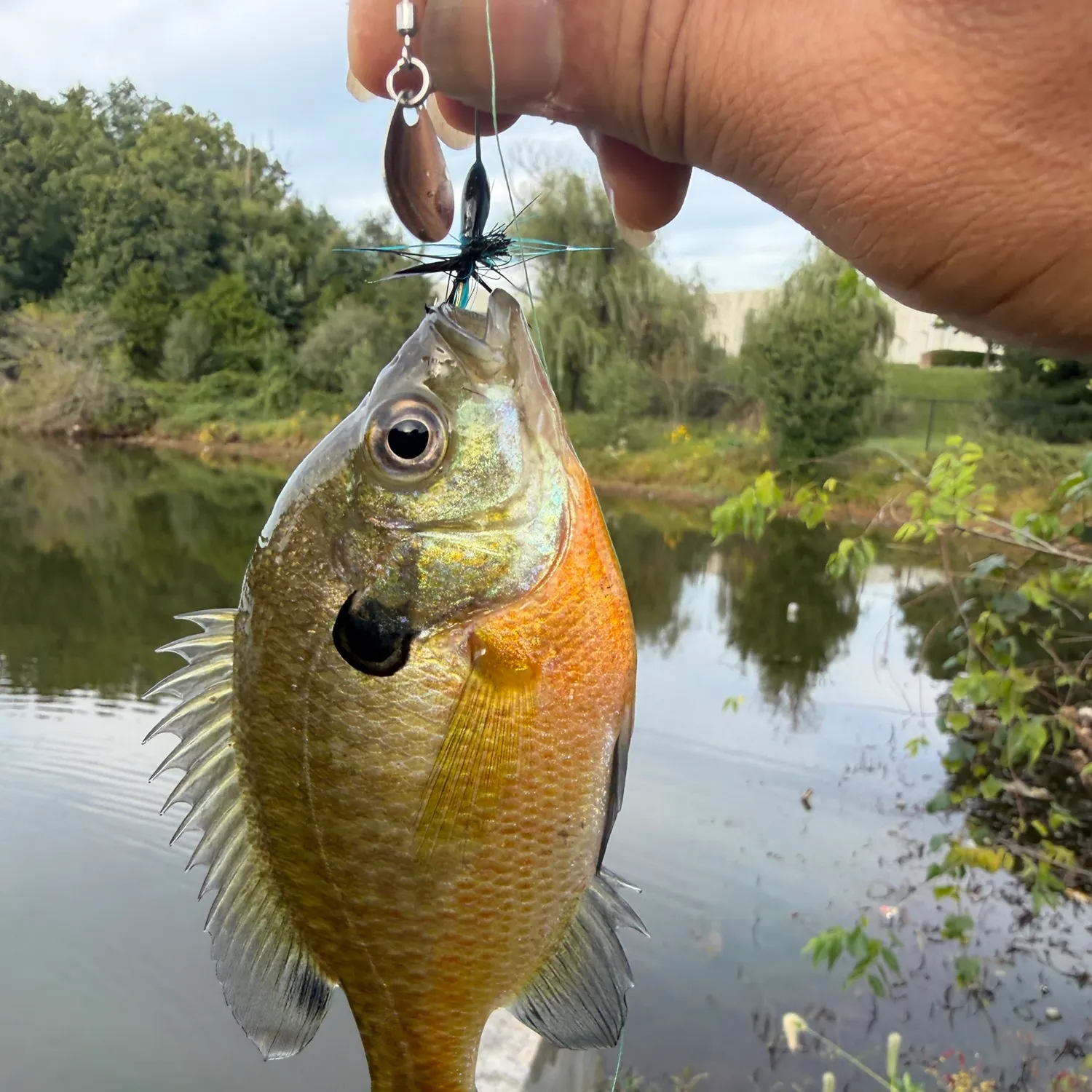 Bluegill caught on Fishbrain