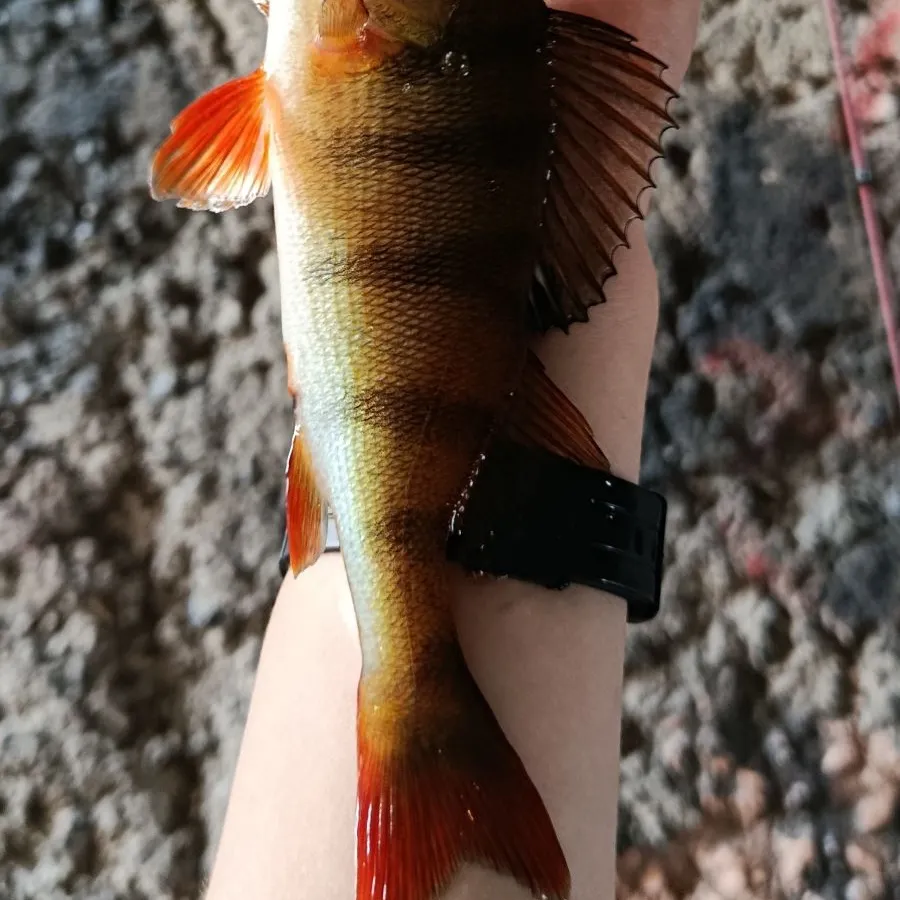 European perch caught on Fishbrain