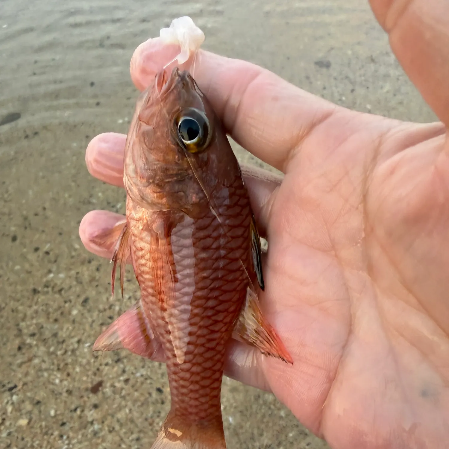 The most recent Iridescent cardinalfish catches on Fishbrain